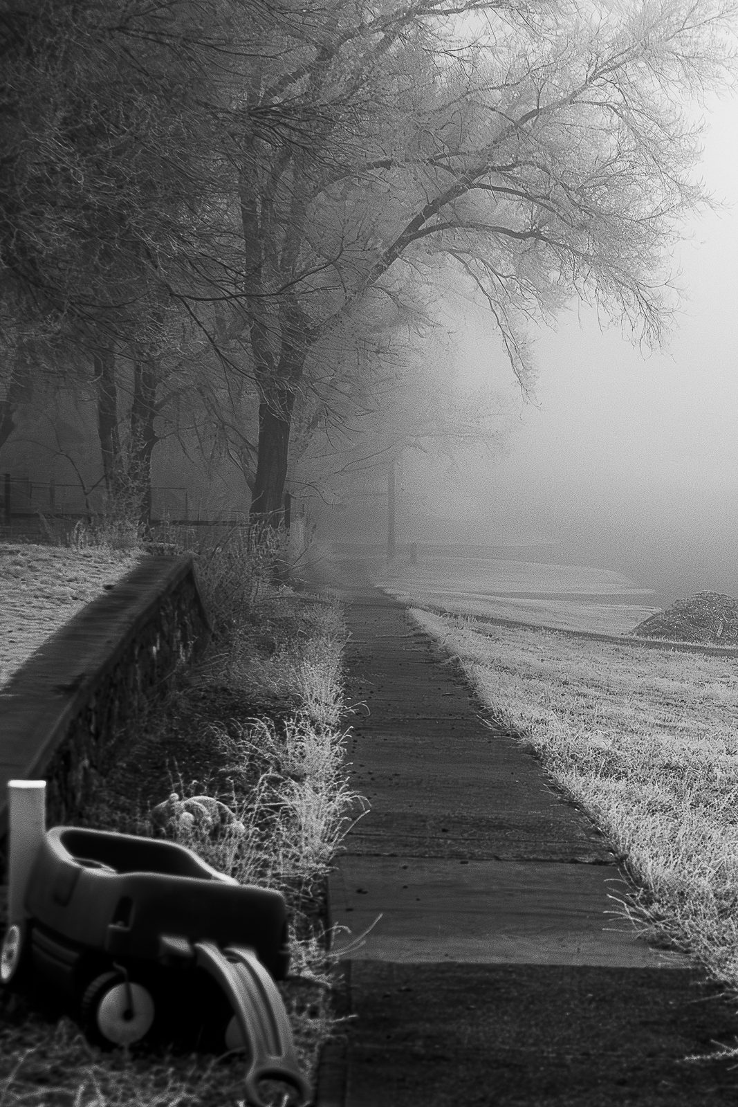 Trees and roadside grass covered with spring frost